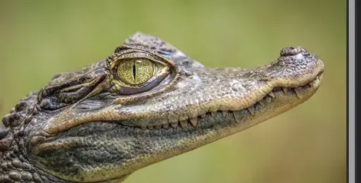 Crocodile Study 