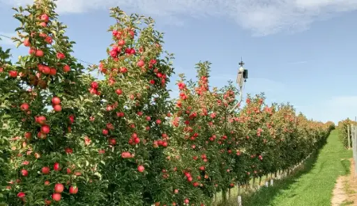 Working at Parson's Fruit Farm