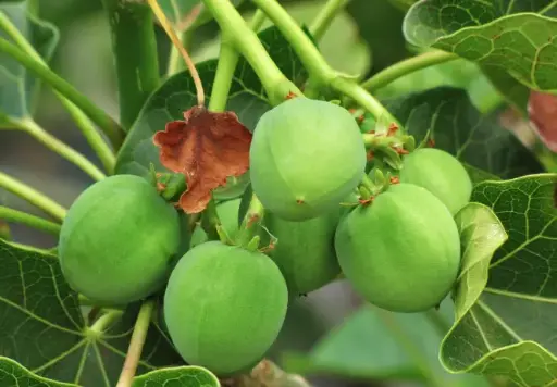 Jatropha : a new biofuel