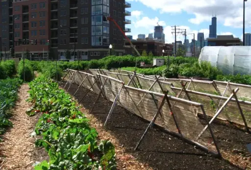 THE MIDDLETOWN URBAN FARMING SCHEME (MUFS)