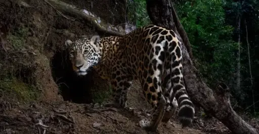 WILDLIFE CONSERVATION SOCIETY