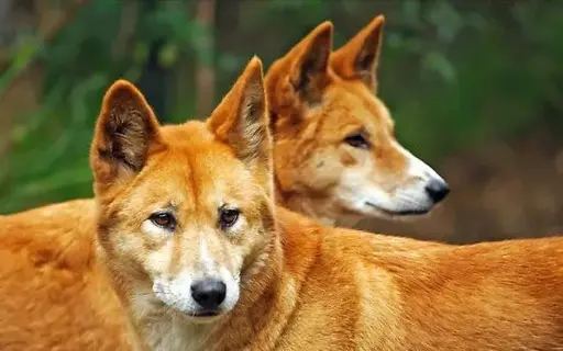 The dingo debate