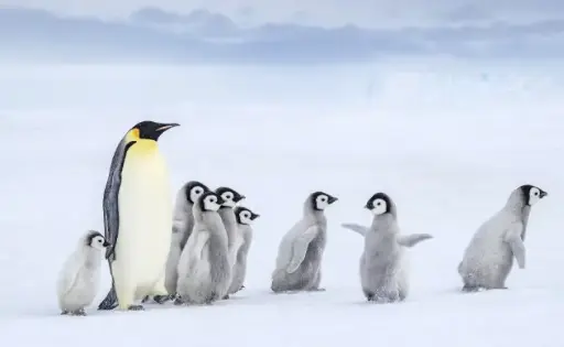 Penguins in Africa
