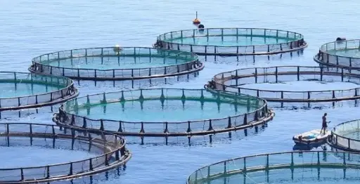 Fish Farming 
