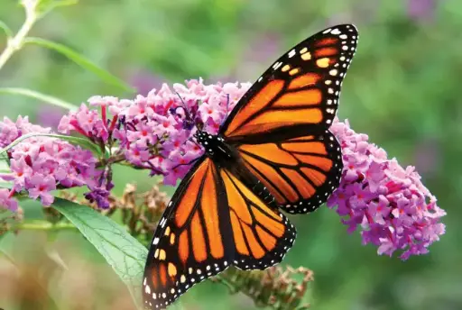 Monarch Butterflies 