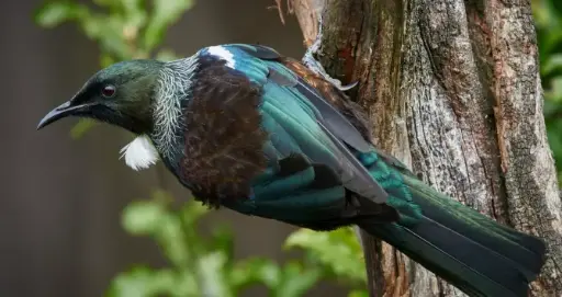 Birds in New Zealand 
