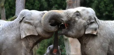 Elephant Communication 