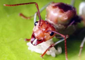 The Ant and the Mandarin 