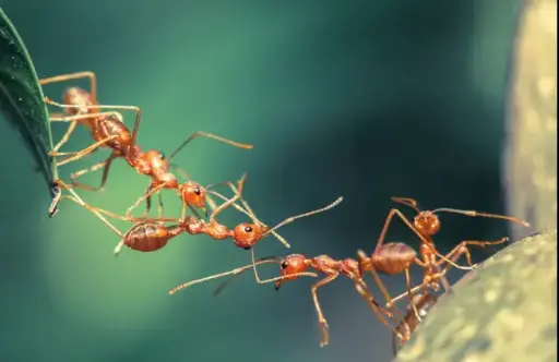 Ants Could Teach Ants