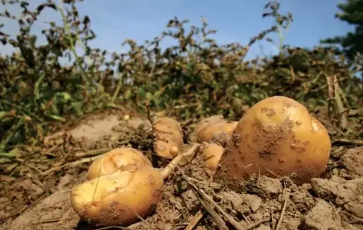 The Impact of the Potato