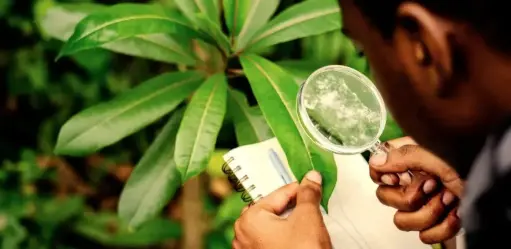 John Ray and the Study of Plants