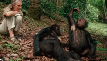 The Study of Chimpanzee Culture 