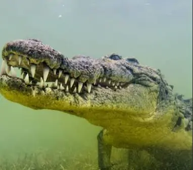 The Evolutionary Mystery: Crocodile Survives 