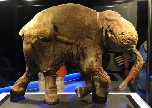 The discovery of a baby mammoth 