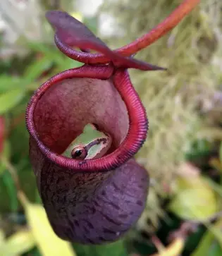 Carnivorous plant 
