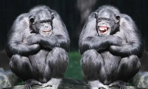 The Origins of Laughter