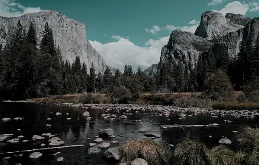 The Forgotten Forest