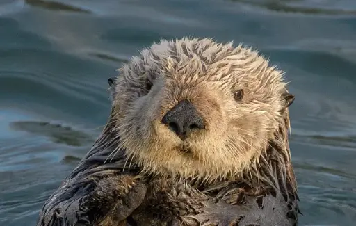 Otters