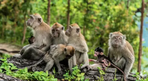 Monkeys and Forests