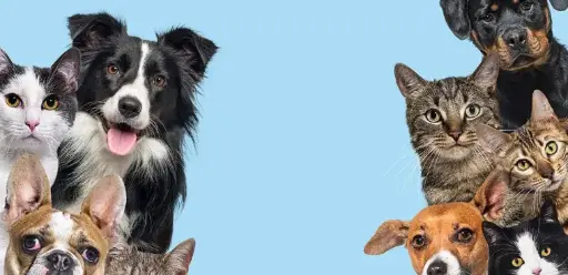 [Topic 4]: Pets and animals