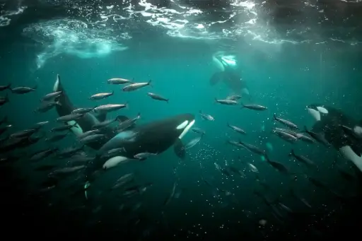 Whale culture