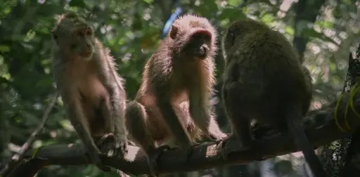 The return of monkey life