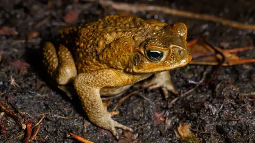 The Cane Toad in Australia