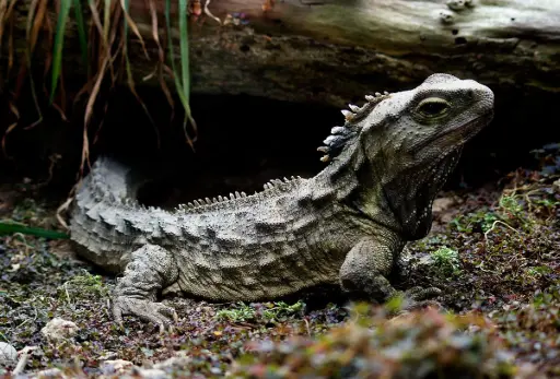 The Tuatara of New Zealand