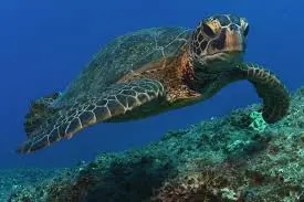 Save the Turtles (Leatherback turtles)