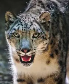 Topic 54: Describe a story you knew that involves an animal (like in a movie or a book)