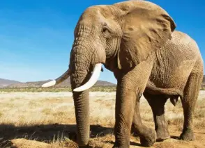 Topic 60: Describe a wild animal you would like to learn more about