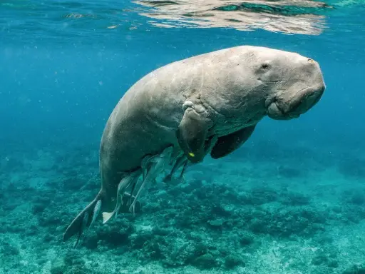The dugong: sea cow