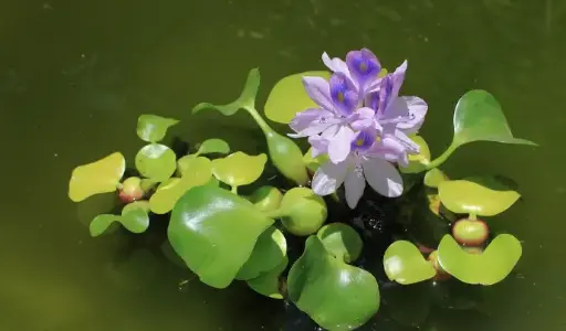 Water Hyacinth